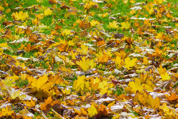 Lawn with fallen leaves