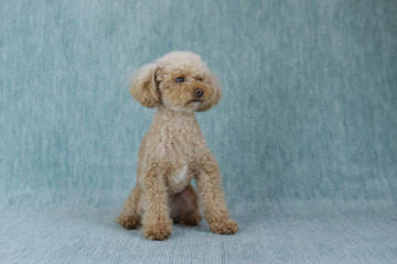 お利口に命令を待つトイプードル