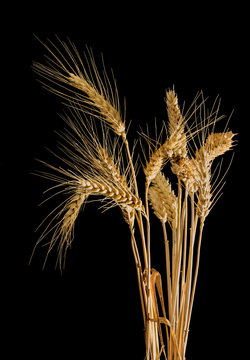 Several stems of wheat with spikelets on a black background
