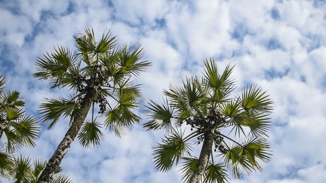 Beautiful movie of Palm tree leaves moving in air, time lapse HD stock footage