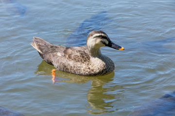 泳ぐ鴨（カモ）