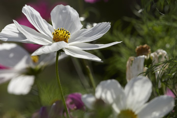 Cosmos flowers