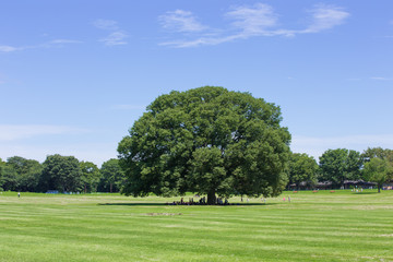 Fototapeta na wymiar 青空と大きい木