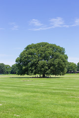 青空と大きい木