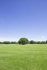 Fototapeta premium 青空と大きい木