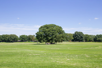 青空と大きい木
