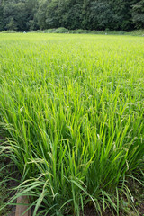 稲刈り間近の水田