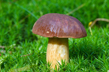 Porcino mushroom (Boletus edulis), also know as Penny bun or King bolete, in moss