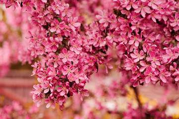 blooming crab apple tree close up in spring