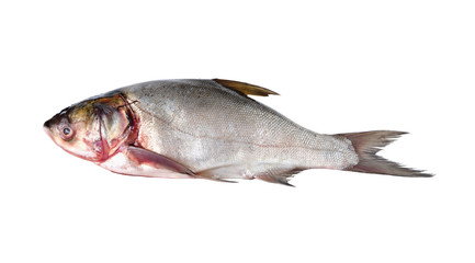 whole round sliver carp fish on white background