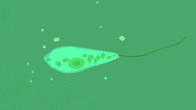 Euglena gracilis protists possess a unique combination of plant and animal characters, like the algae,it is photosynthetic, possessing the pigments chlorophyll a and b.It is protozoa an active swimmer