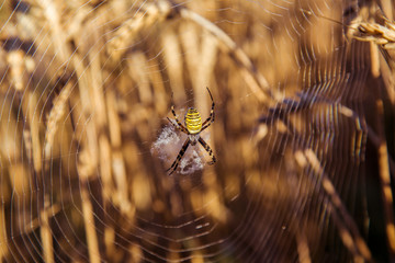 Argiope bruennichi on web
