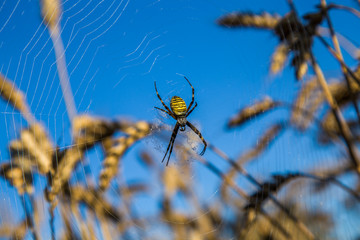 Argiope bruennichi in the sky