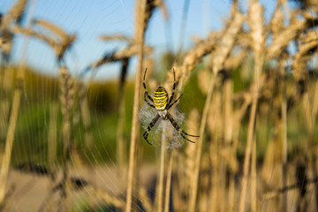 Argiope bruennichi on web