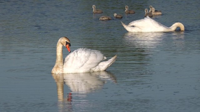 swan swimming on lake and care feather in the background fledgling 