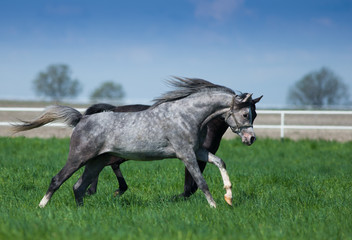 Gallop arabian stallions