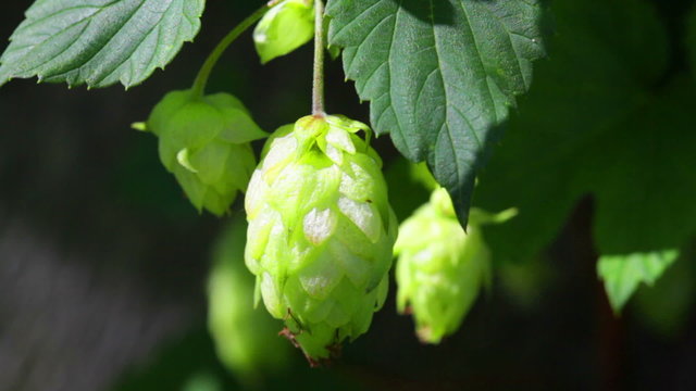 Ripe hops plant close up