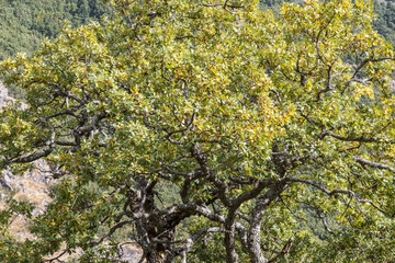 Fototapeta na wymiar Quercus pyrenaica. Roble Melojo, Rebollo. 