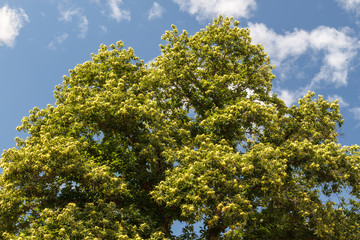 Castaño con frutos. Castanea sativa.
