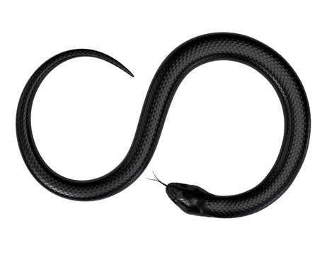 Black Snake isolated on White Background