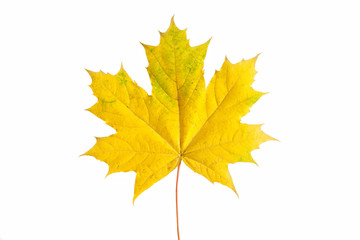 Yellow maple leaf on white background