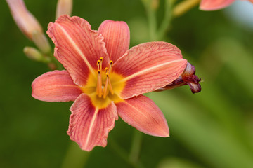 Fototapeta premium Orange flower lily