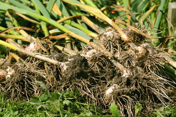 Garlic harvested from the garden