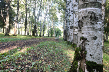 Park walkway