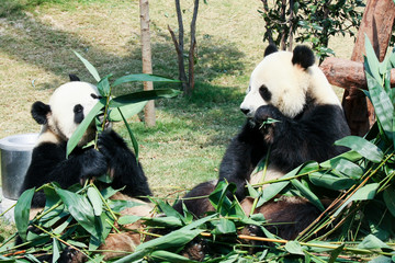 Two pandas eating bamboo