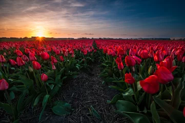 Fotobehang Tulp Zonsondergang boven een rood tulpenveld