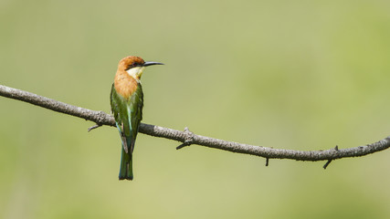 Chestnut-headed bee-eater in Ella, Sri Lanka