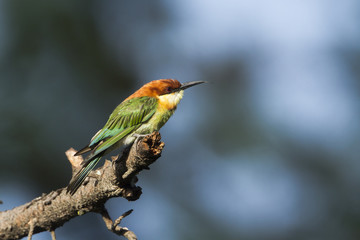 Chestnut-headed bee-eater in Ella, Sri Lanka
