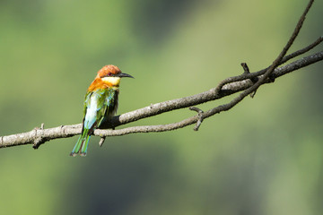 Chestnut-headed bee-eater in Ella, Sri Lanka