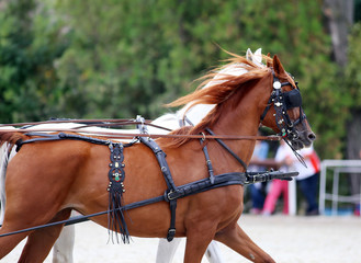 Group of horses towing a carriage