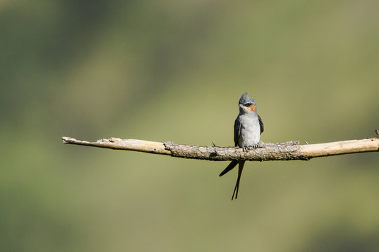 Crested Treeswift In Ella, Sri Lanka