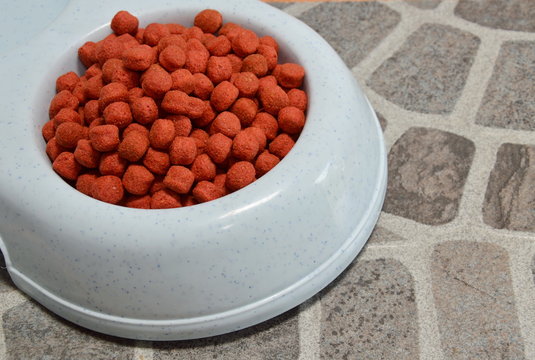 dog food in white bowl