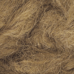Wild hair in a close-up