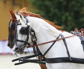 Two beautiful horses harnessed