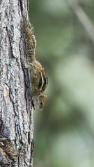 Indian palm squirrel in Ella, Sri Lanka