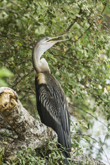 Oriental Darter in Tissa Wewa, Sri Lanka
