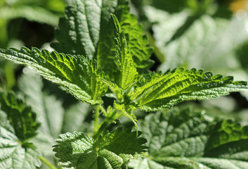 Nettle