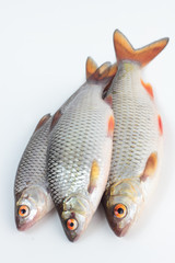 Roach freshwater fish just taken from the water.