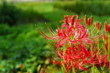 Cluster amaryllis