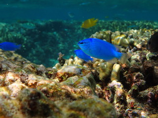 Fototapeta na wymiar Coral and fish ,Okinawa, Japan