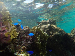 Fototapeta na wymiar Coral and fish ,Okinawa, Japan