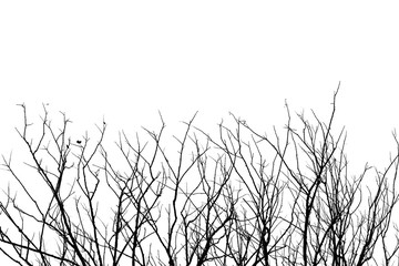 Leafless tree branch, black and white tone background.