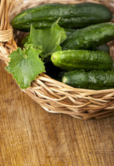 cucumber