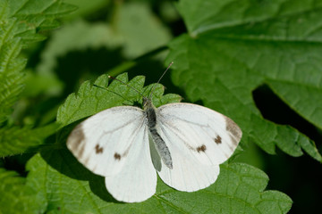 Rapsweißling - Pieris napi