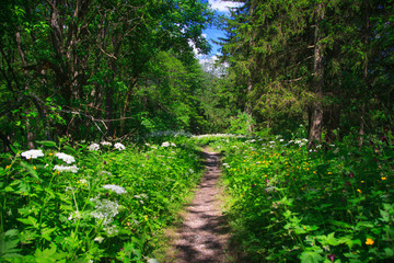 Fototapeta premium Path in the forset