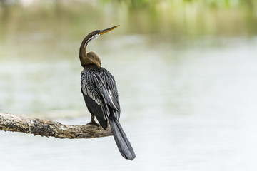 Oriental Darter in Tissa Wewa, Sri Lanka